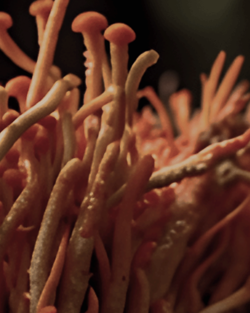 natural organic cordyceps mushroom forest caps functional mushroom gummies