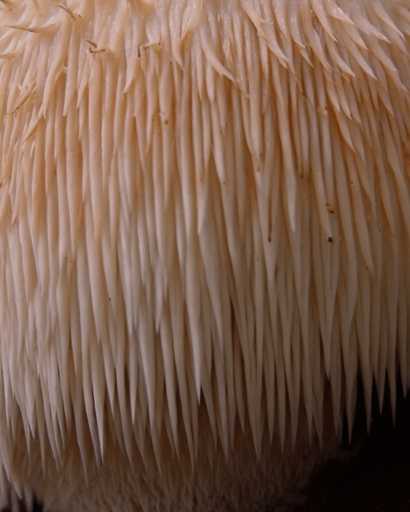 natural organic lion's mane mushroom forest caps functional mushroom gummies