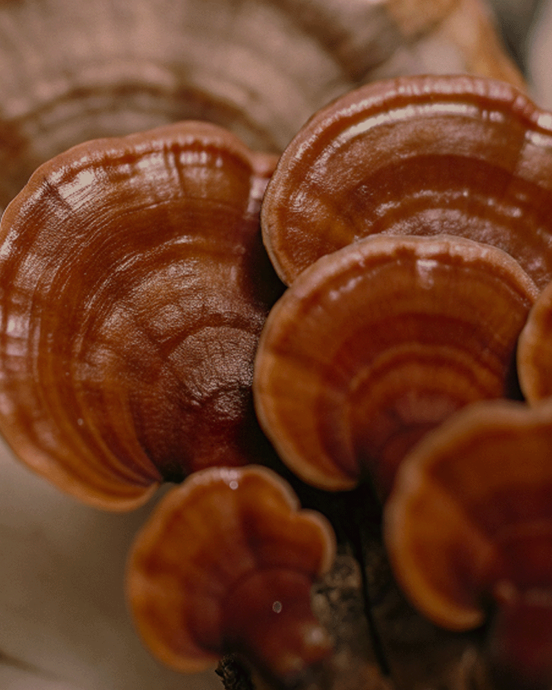 natural organic reishi mushroom forest caps functional mushroom gummies